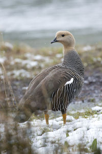 Close-up of bird perching on a land