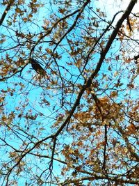 Low angle view of flowering tree against blue sky