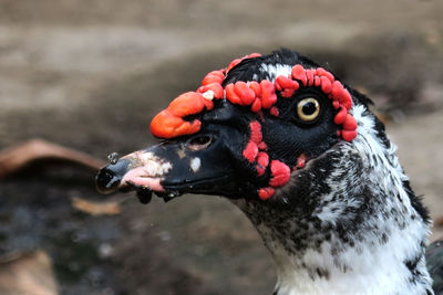 Close-up of bird