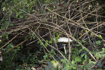 Close-up of lizard on plants in forest