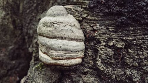 Close-up of tree trunk