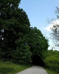 Trees growing in park