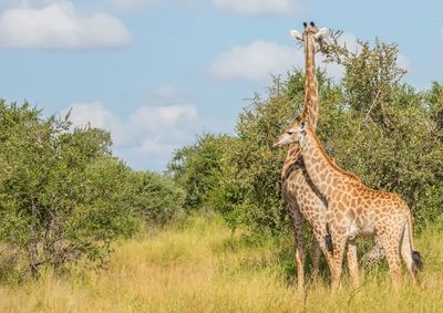 View of giraffe against trees