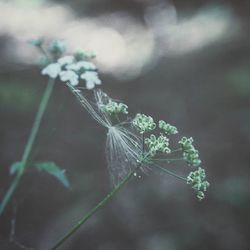 Close-up of plant against blurred background