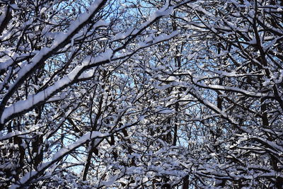 Low angle view of bare trees