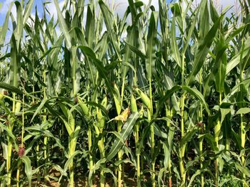 Close-up of corn field