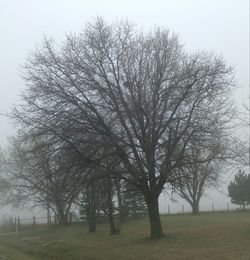 Bare trees on grassy field