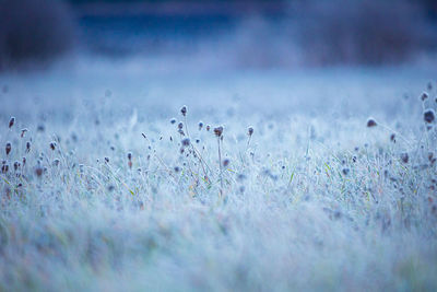 Autumn's frozen tapestry. enchanting meadow captured in ice in northern europe