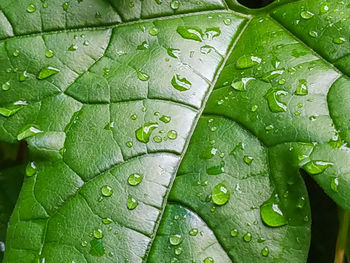 Full frame shot of wet leaves