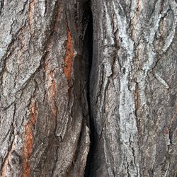 Full frame of tree trunk