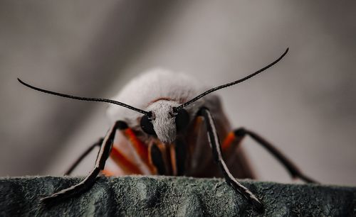 Close-up of insect