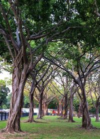 Trees in park