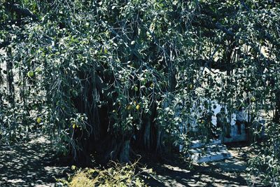 View of trees in the forest