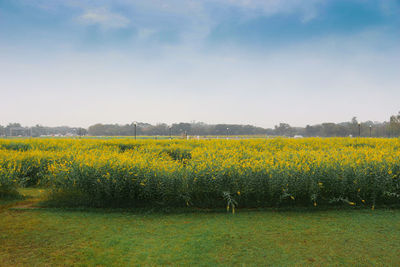 Scenic view of field against yellow sky