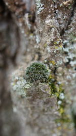 Close-up of moss growing on rock