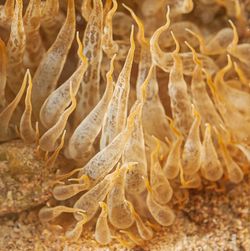 Close-up of jellyfish in sea