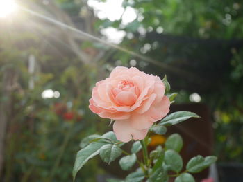 Close-up of pink rose