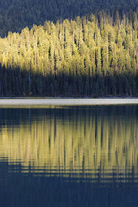 Golden autumn scenery in the canadian rockies, canada ii
