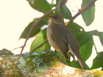 Low angle view of bird perching on branch