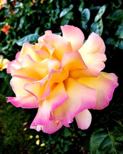 Close-up of pink flower blooming outdoors
