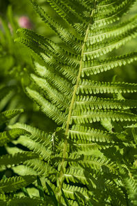 Close-up of fern leaves