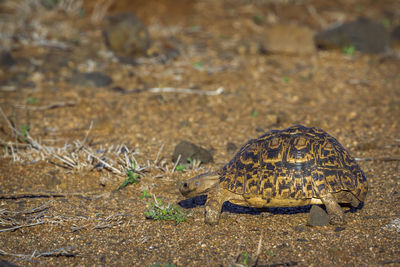 Close-up of turtle on land