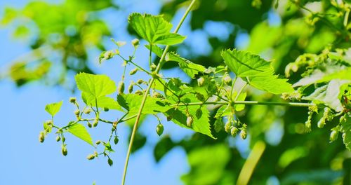 Low angle view of leaves on tree against sky