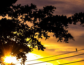 Low angle view of silhouette tree against sky during sunset
