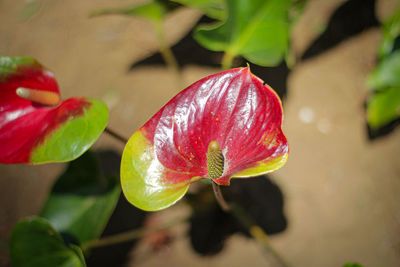 Close-up of red flowering plant