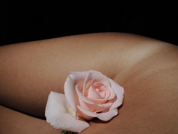 Close-up of rose against black background