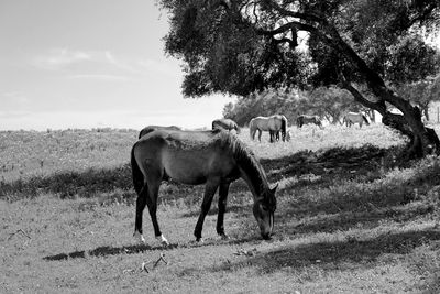 Horses grazing on grassy field