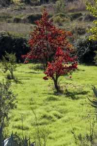 Trees growing in field