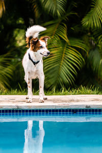 Dog standing at the pool