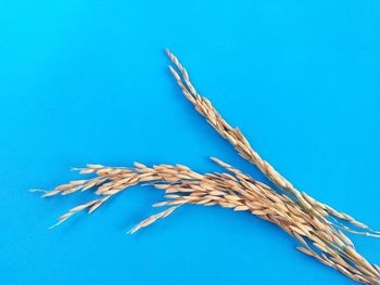 Close-up of rope against blue background