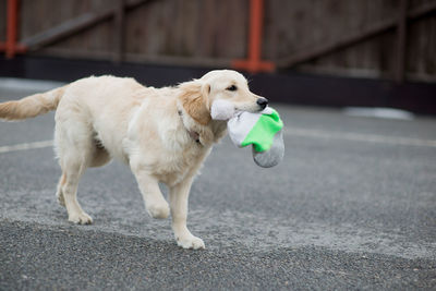 Golden retriever carrying knit hat in mouth on footpath