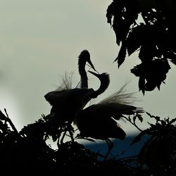 Low angle view of silhouette trees against sky