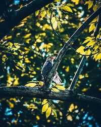 Low angle view of bird perching on tree