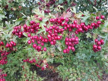 Close-up of red berries growing on tree