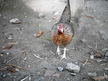 High angle view of a bird on field