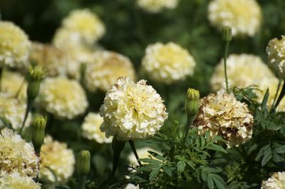 Close-up of white flowering plants in park