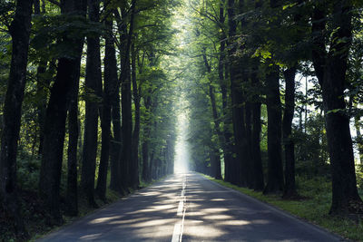 Road amidst trees in forest