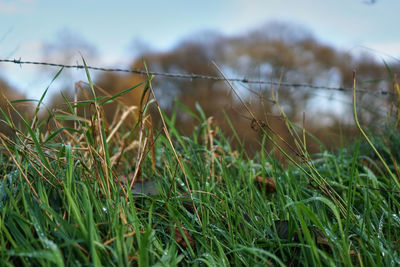 Close-up of lizard on field