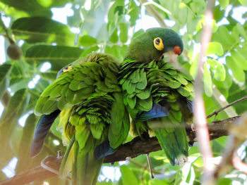 Close-up of green parrots perching on tree branch