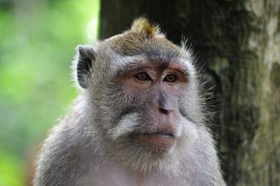 Portrait of monkey