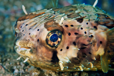 Close-up of fish swimming in sea