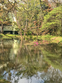 Scenic view of lake in forest