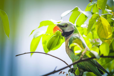 Close-up of bird perching on branch