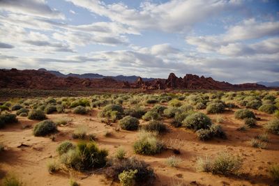 Scenic view of landscape against sky