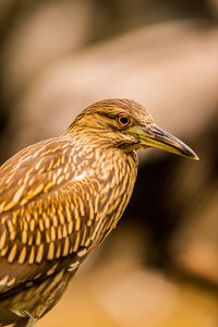 Close-up of a bird