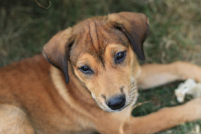 Close-up portrait of puppy on field